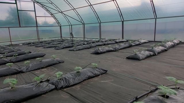 Борьба с трипсом, белокрылкой, клещем в тестовой теплице. Как устроен полив? смотреть онлайн