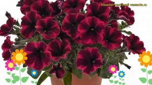 Петуния гибридная крупноцветковая Свитуния Сюзи Шторм. Краткий обзор petunia Sweetunia Suzie Storm