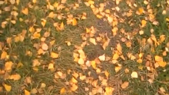 Берёза и сосна смотреть онлайн