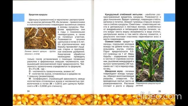 Практическое руководство по возделыванию кукурузы на зерно,силос и зеленый корм смотреть онлайн