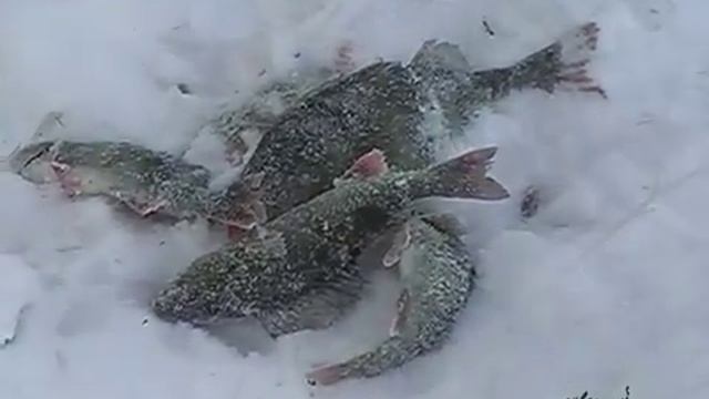 Зимний окунь смотреть онлайн