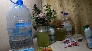 Выращивание хлореллы в домашних условиях