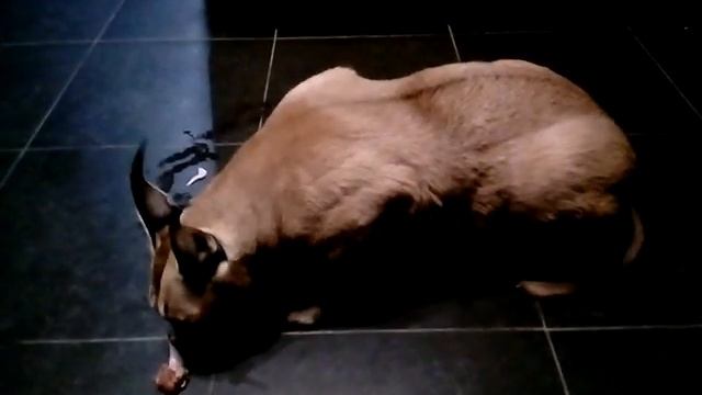 Каракал кушает, экзотика дома! смотреть онлайн