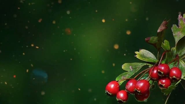 90 На Годину - Червона Калина 2024 смотреть онлайн