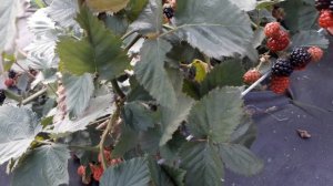 Ежевики (бесшипная) "Тройная корона" (Трипл Краун) Американский сорт,  - описание сорта