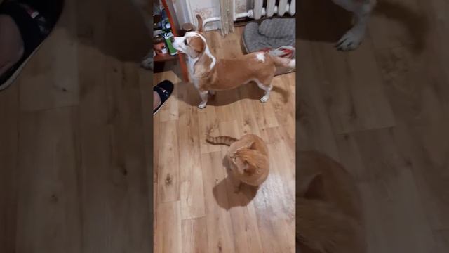 Джек-ну очень хочет кушать. смотреть онлайн