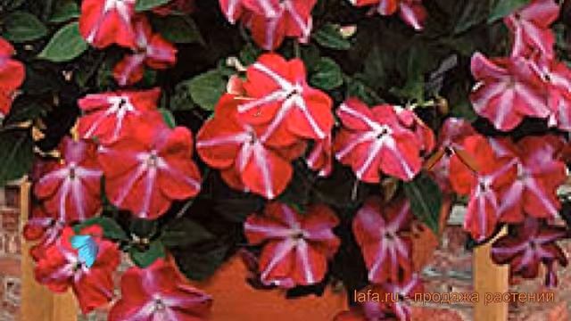 Бальзамин ампельный Роуз Стар ? бальзамин Роуз Стар обзор: как сажать семена бальзамина Роуз Стар смотреть онлайн