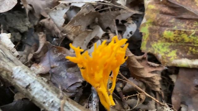 Calocera viscosa (Калоцера клейкая), October 14, 2020 смотреть онлайн