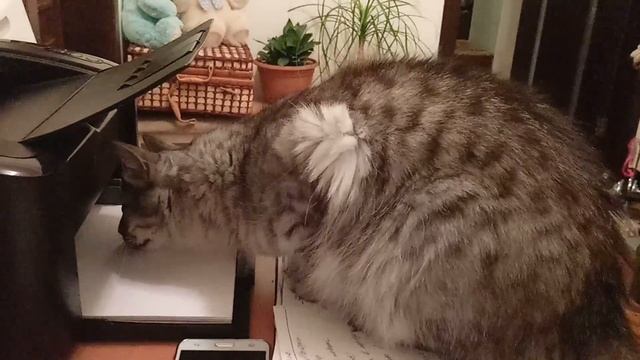 ? Кот и ?привидение, что живет в принтере смотреть онлайн