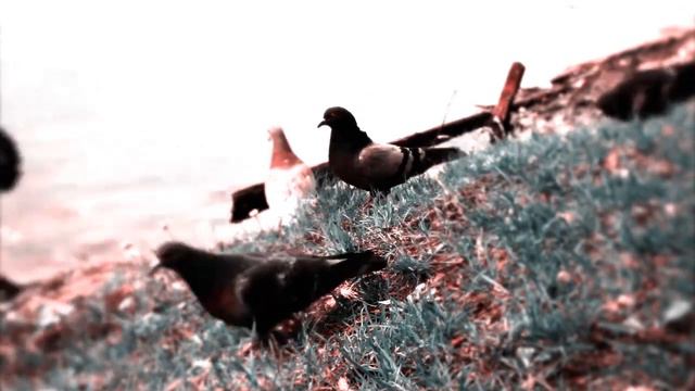 Москва глазами кошки / Moscow with the eyes of a cat смотреть онлайн