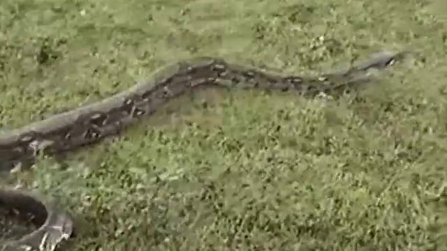 Boa in Costa Rica - Muziek: Jaap Dekker Boogie Set - In Een Groen Groen Knollenland смотреть онлайн