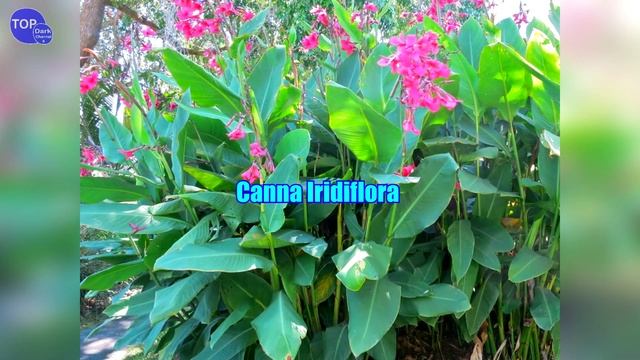 9 Tipos de Canna смотреть онлайн