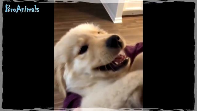 МАЛЕНЬКИЕ ЖИВОТНЫЕ, смешные животные | BABY ANIMALS, funny animals #649 смотреть онлайн