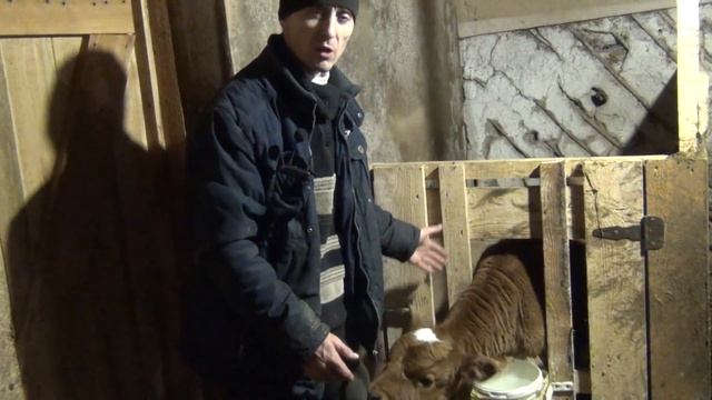 вес быков в 12 и 15 месяцев, вздутие у теленка, как назвали телок смотреть онлайн