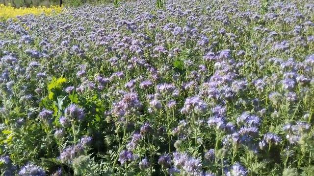 пчела на горчице и фацелии. смотреть онлайн