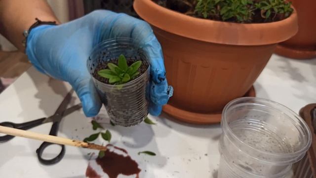 КАЛИБРАХОА ЦВЕТОК-100% МЕТОД РАЗМНОЖЕНИЯ НЕВЕРОЯТНОЙ КРАСОТЫ ЦВЕТОВ ДЛЯ ВАШИХ КАШПО!