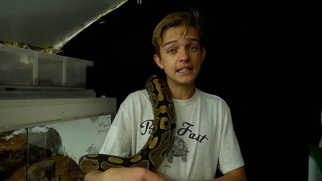 This Snake Shouldn’t be this big!!!! Huge Ball Python смотреть онлайн