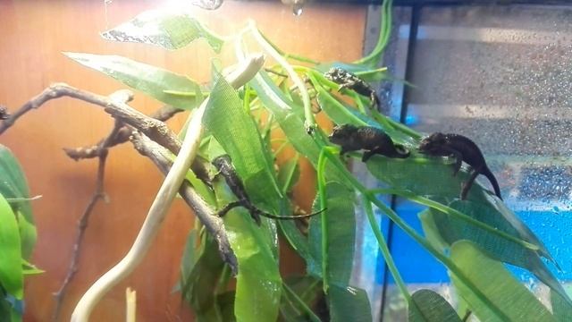 Малыши хамелеона Джексона пьют смотреть онлайн