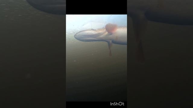ЗДОРОВЕННАЯ ЩУКА ПОПАЛАСЬ на ЖЕРЛИЦУ!!! Подводная сьёмка. смотреть онлайн
