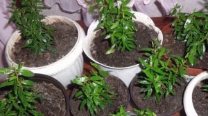 Пересадка Мирта. Как и когда правильно пересадить миртовое дерево.