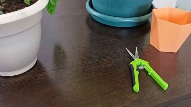 Монстера | черенкование лианы часть №1 смотреть онлайн