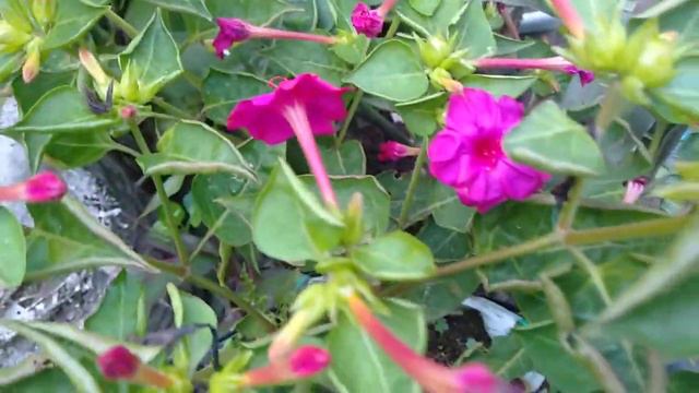 INILAH Rahasia!! Cara Menanam dan Merawat Bunga Pukul Empat смотреть онлайн