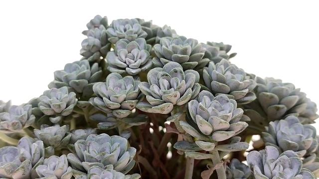 Sedum spathulifolium 'Cape Blanco' смотреть онлайн