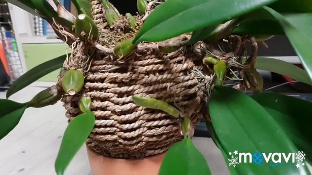 Бульбофиллум в корзине. смотреть онлайн