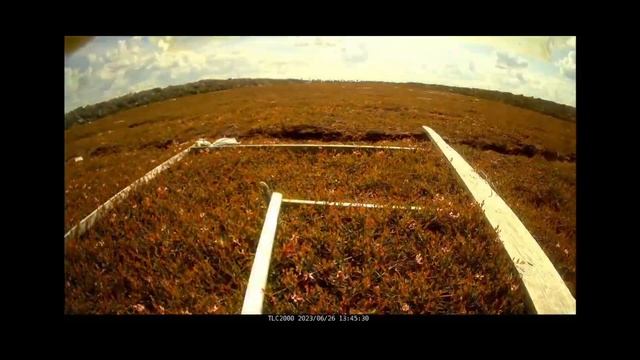 Видео с камеры наблюдения - фиксация начала цветения клюквы на Архангельской клюквенной плантации смотреть онлайн