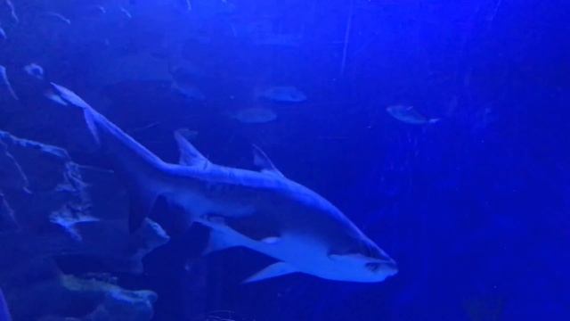 Aquaria KLCC( Underwater Tunnel) in Kuala Lumpur HD смотреть онлайн
