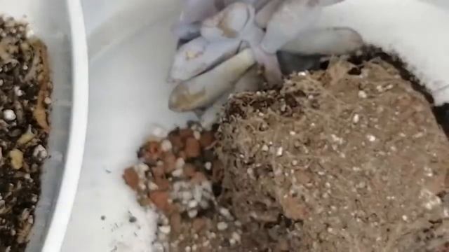 suculentas graptopetalum superbum donsuculento смотреть онлайн