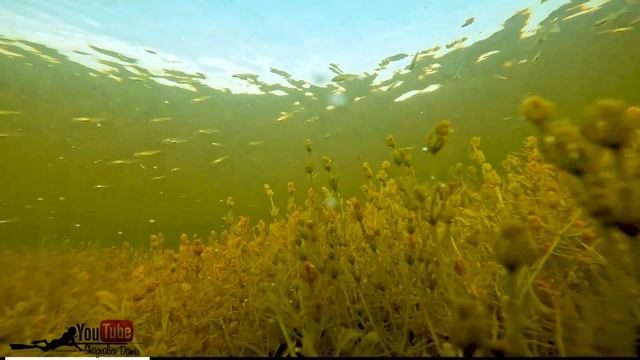 Место где море раков) смотреть онлайн