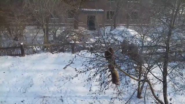 Охота кота на... смотреть онлайн