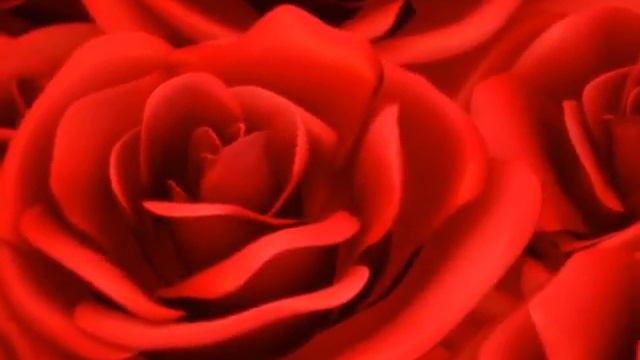 Футаж красные розы смотреть онлайн