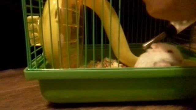 Знакомлю вас с хамкаи смотреть онлайн