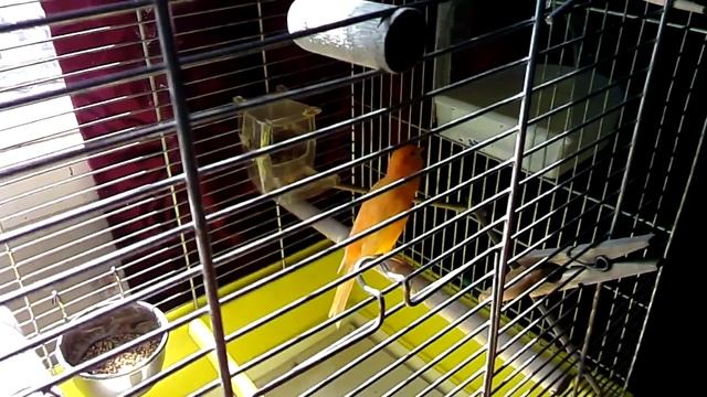 Кенар поёт Canario 07.май.2016