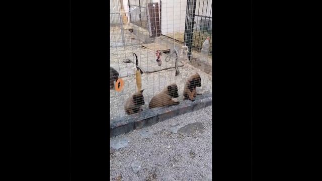 Щенки малинуа с мамой и другими собаками. смотреть онлайн