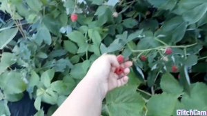 Малина Дельнива (Delniwa)ремонтантная новинка 2019г