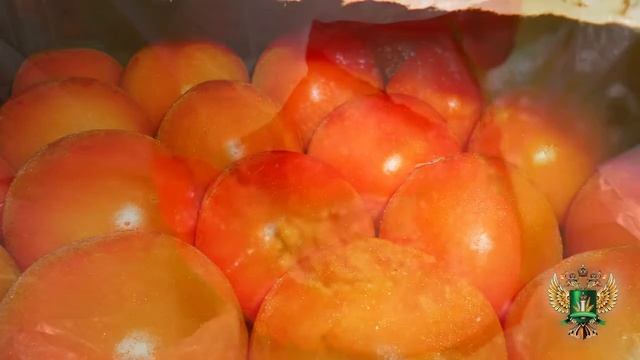 В очередной раз в турецких помидорах обнаружена томатная моль смотреть онлайн