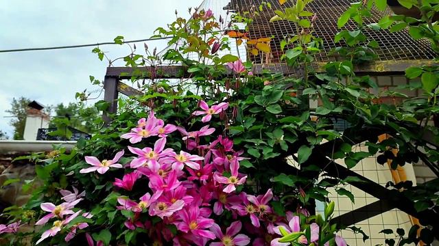 Клематис Гиренас🌺