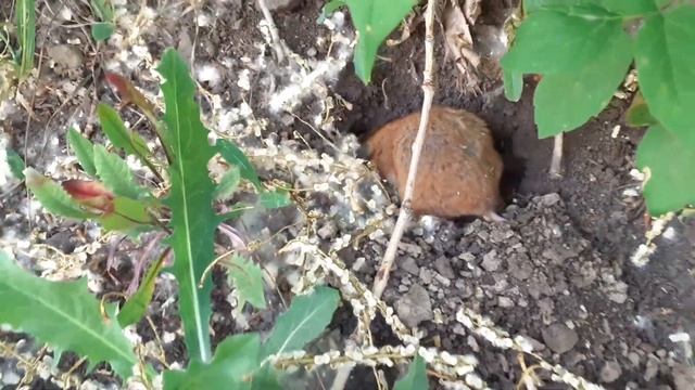 Vlog: Утренняя прогулка с хомяками // атмосферное видео // Lydia Igorevna смотреть онлайн