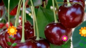 Вишня обыкновенная Харитоновская. Краткий обзор, описание характеристик, где купить саженцы