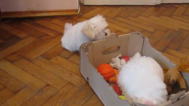 My Maltese Sugar Babes (home Kennel STYLE CITY ZION, Lviv Ukraine)