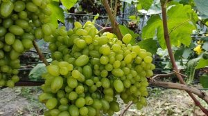 Гелиодор Бананас особенности выращивания виноград 13.08.2020 Теплова Татьяна