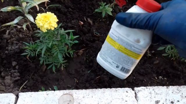 ПЕТУНИЯ В ОТКРЫТОМ ГРУНТЕ.ОБЗОР РАЗВИТИЯ .ПРОВОЖУ ПОДКОРМКУ ДЛЯ ХОРОШЕГО ЦВЕТЕНИЯ. смотреть онлайн