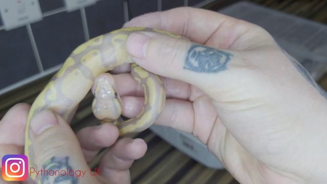 Ball Python - Clutch #3 Update, Coral Glow Pieds!!!!! смотреть онлайн