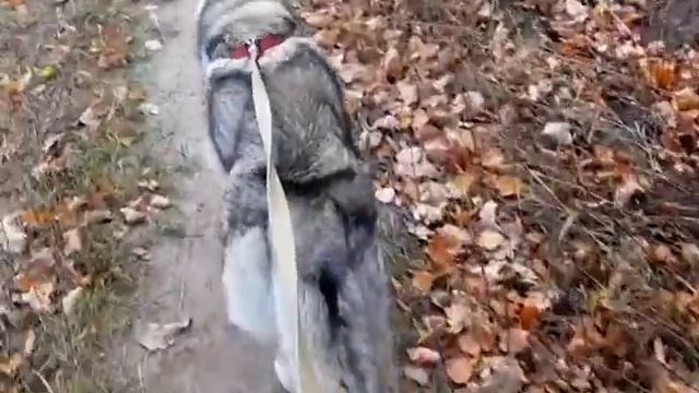 #huskiesterra, #husky, #хаск  Субботний день в питомнике собак породы Сибирський Хаски