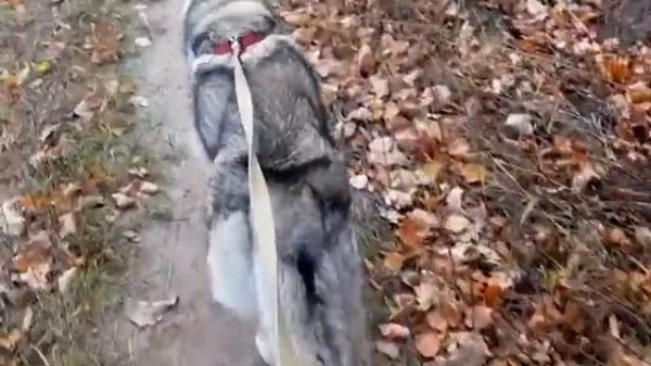 #huskiesterra, #husky, #хаск  Субботний день в питомнике собак породы Сибирський Хаски