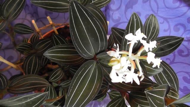 Драгоценная орхидея. Мой простой уход.Сорняк в коллекции орхидей.Ludisia. смотреть онлайн