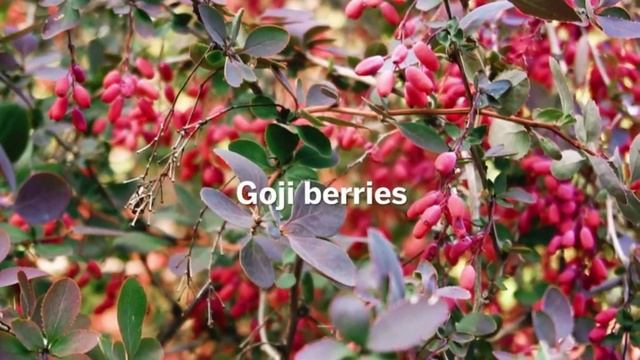 AHAVA Extreme Day Cream. смотреть онлайн